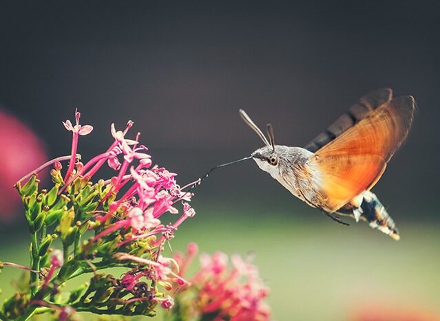 Hummingbird Hawk moth