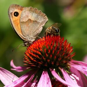 Bee and butterfly on purple cone flower.