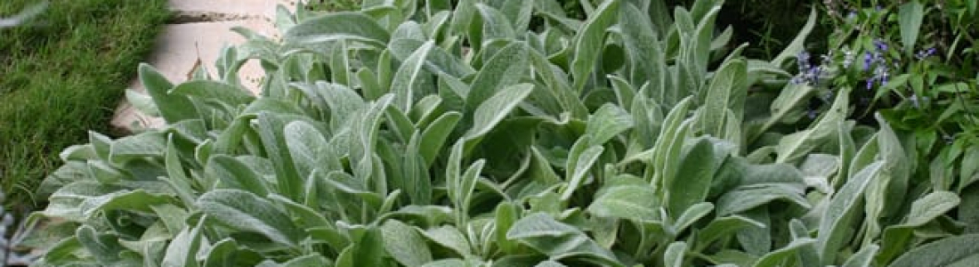 Lambs Ear - Garden Style San Antonio