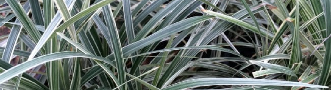 Aztec Grass Garden Style San Antonio