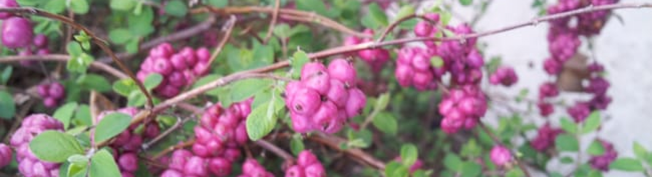 Coralberry | Garden Style San Antonio