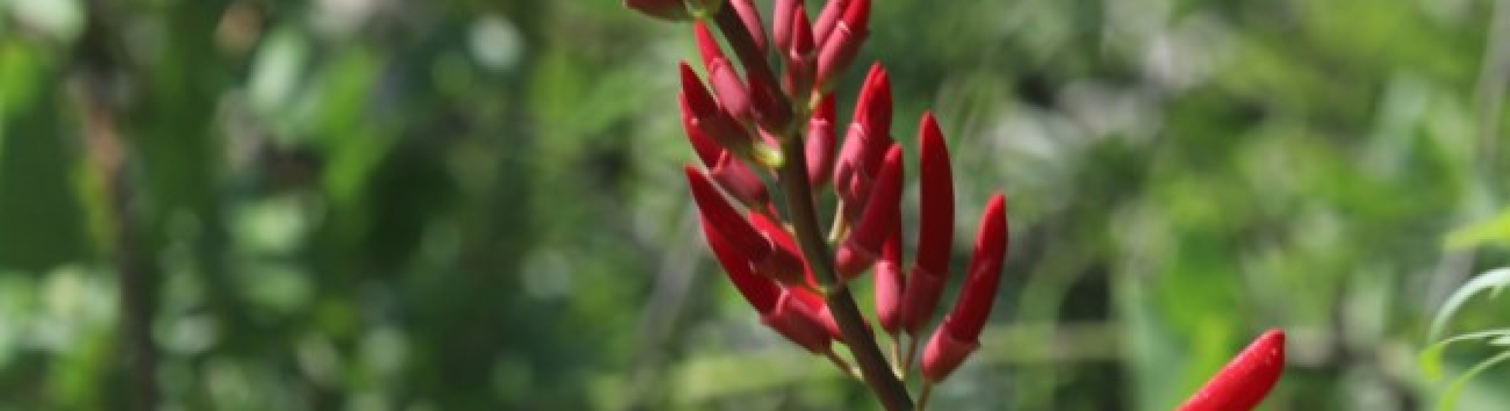 Coral Bean - Garden Style San Antonio