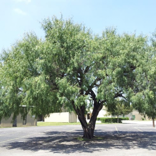 mesquite tree png