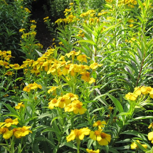 mexican-mint-marigold-garden-style-san-antonio