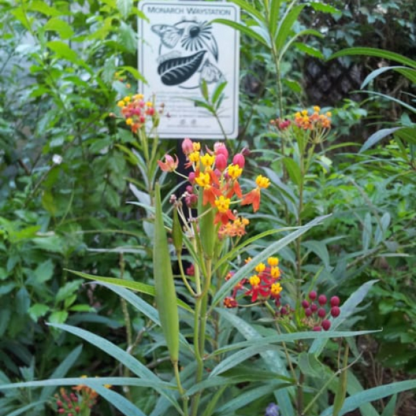 Tropical Milkweed | Garden Style San Antonio