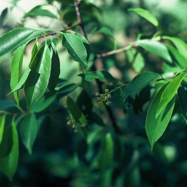 Escarpment Black Cherry | Garden Style San Antonio