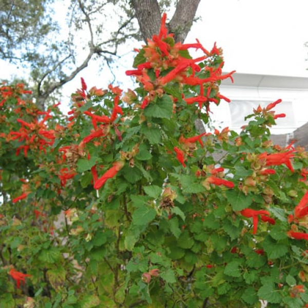 Mountain Sage | Garden Style San Antonio