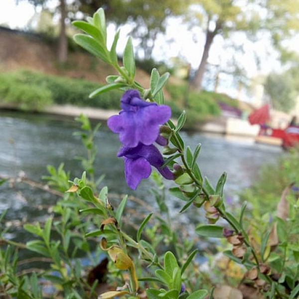 Wright's Skullcap | Garden Style San Antonio