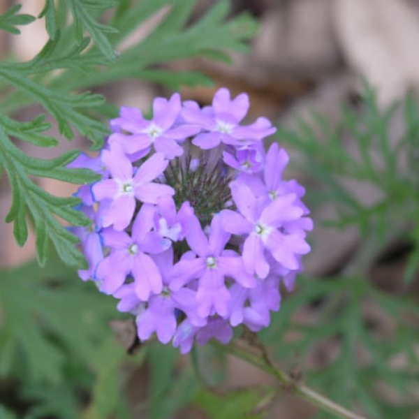 Prairie Verbena | Garden Style San Antonio