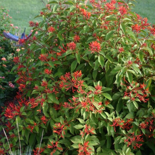 Firebush | Garden Style San Antonio