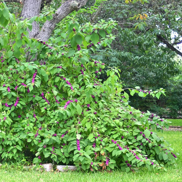 American Beautyberry | Garden Style San Antonio