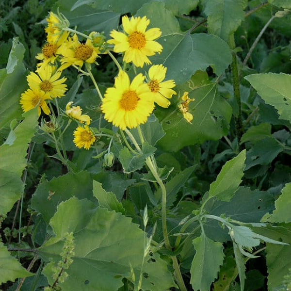 Cowpen Daisy | Garden Style San Antonio