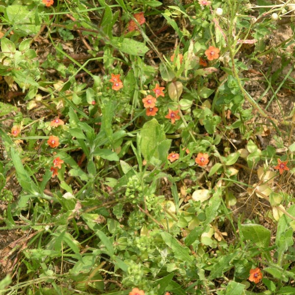 Scarlet Pimpernel Garden Style San Antonio