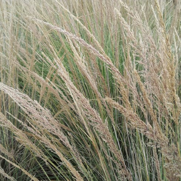 Lindheimer Muhly | Garden Style San Antonio