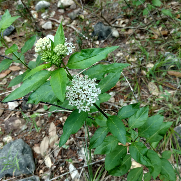 Texas Milkweed | Garden Style San Antonio