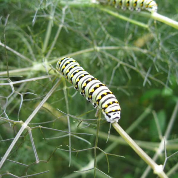 Fennel | Garden Style San Antonio