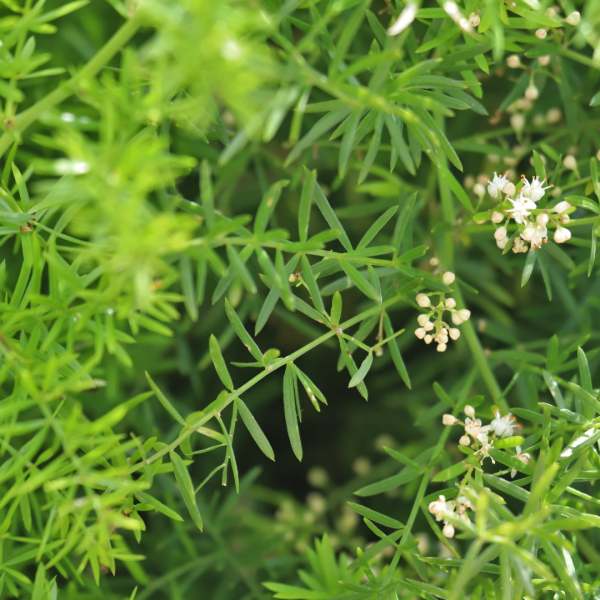 Asparagus Fern  Garden Style San Antonio