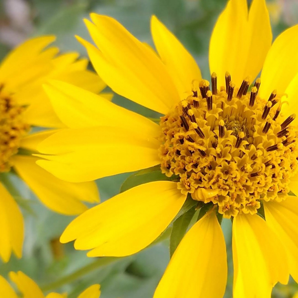 Cowpen Daisy | Garden Style San Antonio