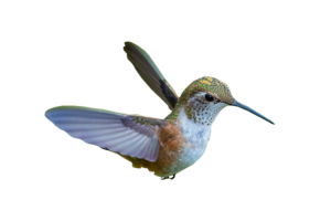 Hummingbird in flight