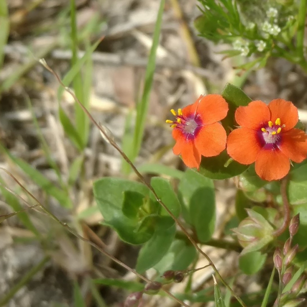 Scarlet Pimpernel Garden Style San Antonio