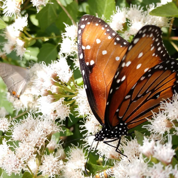 White Mistflower | Garden Style San Antonio